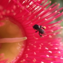 Tetragonula carbonaria at Mogo, NSW - 24 Feb 2018