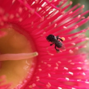 Tetragonula carbonaria at Mogo, NSW - suppressed