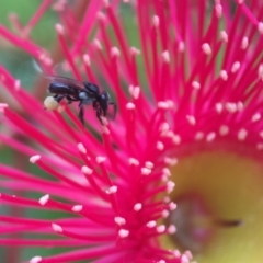 Tetragonula carbonaria at Mogo, NSW - suppressed