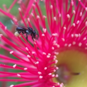 Tetragonula carbonaria at Mogo, NSW - 24 Feb 2018