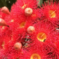 Tetragonula carbonaria at Mogo, NSW - 24 Feb 2018