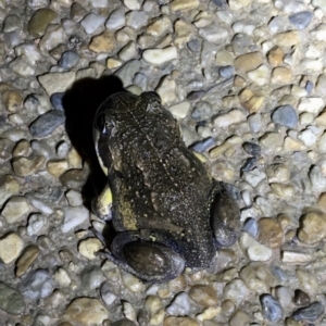 Limnodynastes dumerilii at Kambah, ACT - 16 Feb 2020