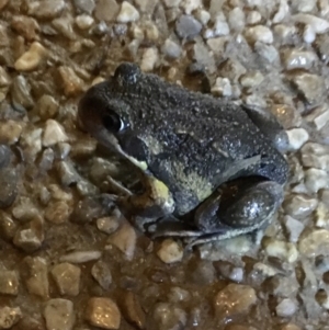 Limnodynastes dumerilii at Kambah, ACT - 16 Feb 2020