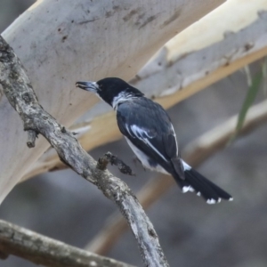 Cracticus torquatus at Dunlop, ACT - 14 Feb 2020