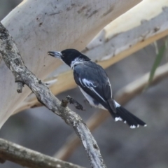 Cracticus torquatus (Grey Butcherbird) at The Pinnacle - 14 Feb 2020 by Alison Milton