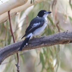 Cracticus torquatus at Dunlop, ACT - 14 Feb 2020