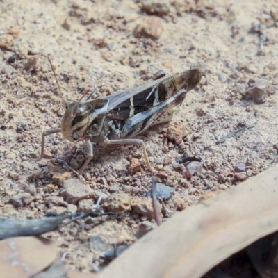 Gastrimargus musicus (Yellow-winged Locust or Grasshopper) at The Pinnacle - 14 Feb 2020 by AlisonMilton