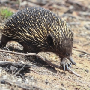 Tachyglossus aculeatus at Dunlop, ACT - 14 Feb 2020