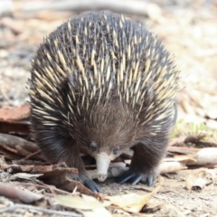 Tachyglossus aculeatus at Dunlop, ACT - 14 Feb 2020 12:57 PM