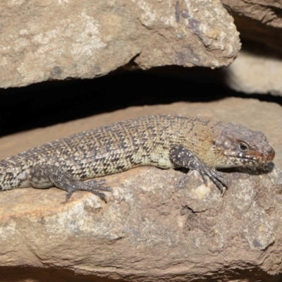 Egernia cunninghami (Cunningham's Skink) at Mount Majura - 16 Feb 2020 by TimL