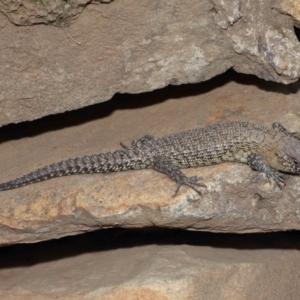 Egernia cunninghami at Hackett, ACT - 16 Feb 2020 12:32 PM