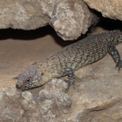 Egernia cunninghami at Hackett, ACT - 16 Feb 2020 12:32 PM