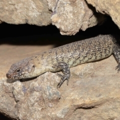 Egernia cunninghami at Hackett, ACT - 16 Feb 2020 12:32 PM