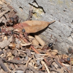 Myrmecia nigriceps (Black-headed bull ant) at Hackett, ACT - 16 Feb 2020 by TimL