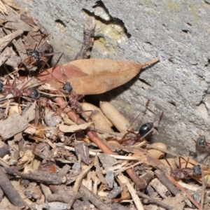 Myrmecia nigriceps at Hackett, ACT - 16 Feb 2020 12:49 PM