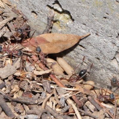 Myrmecia nigriceps (Black-headed bull ant) at Hackett, ACT - 16 Feb 2020 by TimL