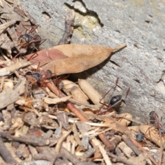 Myrmecia nigriceps at Hackett, ACT - 16 Feb 2020 12:49 PM