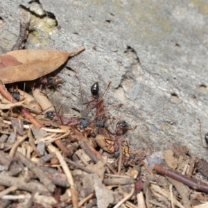 Myrmecia nigriceps at Hackett, ACT - 16 Feb 2020 12:49 PM