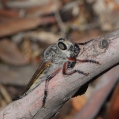 Promachus sp. (genus) (A robber fly) at Hackett, ACT - 16 Feb 2020 by TimL