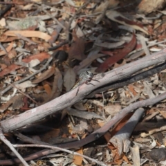 Promachus sp. (genus) at Hackett, ACT - 16 Feb 2020