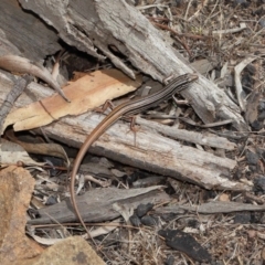 Ctenotus taeniolatus (Copper-tailed Skink) at Mount Majura - 16 Feb 2020 by TimL