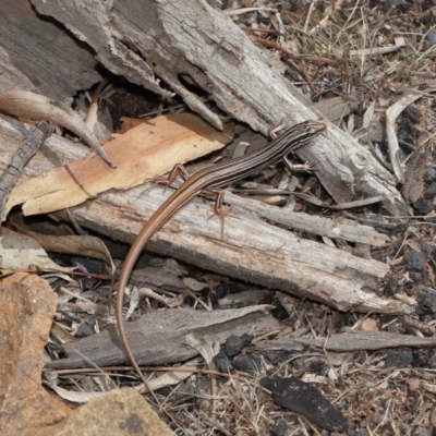 Ctenotus taeniolatus (Copper-tailed Skink) at Mt Majura Mini Summit - 16 Feb 2020 by TimL