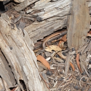 Ctenotus taeniolatus at Mt Majura Mini Summit - 16 Feb 2020