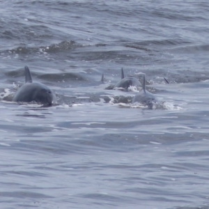 Tursiops truncatus at Tathra, NSW - 15 Feb 2020 10:19 AM