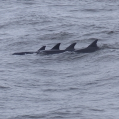 Tursiops truncatus at Tathra, NSW - 15 Feb 2020