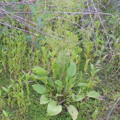 Alisma plantago-aquatica (Water Plantain) at Tharwa, ACT - 19 Dec 2019 by MichaelBedingfield