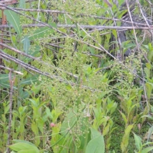 Alisma plantago-aquatica at Tharwa, ACT - 19 Dec 2019