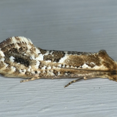 Moerarchis inconcisella (A tineid moth) at Ainslie, ACT - 14 Feb 2020 by jbromilow50