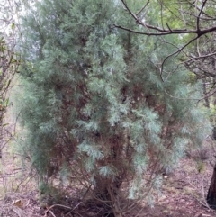 Callitris oblonga subsp. corangensis (Pygmy Cypress Pine) at Mongarlowe River - 16 Feb 2020 by LisaH