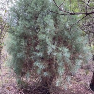 Callitris oblonga subsp. corangensis at suppressed - suppressed