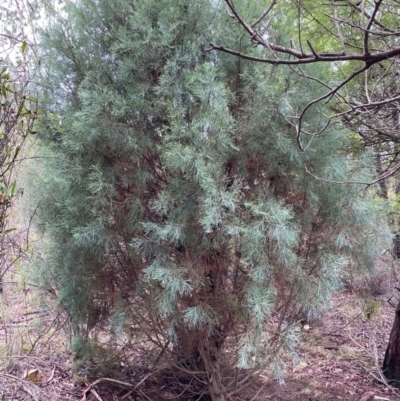 Callitris oblonga subsp. corangensis (Pygmy Cypress Pine) at QPRC LGA - 16 Feb 2020 by LisaH
