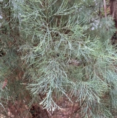 Callitris oblonga subsp. corangensis at suppressed - 16 Feb 2020
