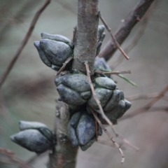 Callitris oblonga subsp. corangensis at suppressed - suppressed