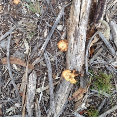 Lentinus arcularius (Fringed Polypore) at Hughes, ACT - 16 Feb 2020 by jennyt