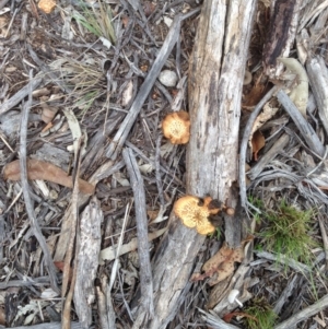 Lentinus arcularius at Hughes, ACT - 17 Feb 2020