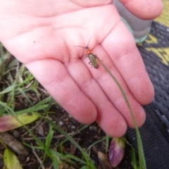 Chauliognathus tricolor (Tricolor soldier beetle) at Tathra Public School - 17 Feb 2020 by TathraPreschool