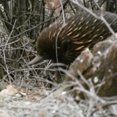 Tachyglossus aculeatus (Short-beaked Echidna) at Red Hill, ACT - 14 Feb 2020 by Ct1000
