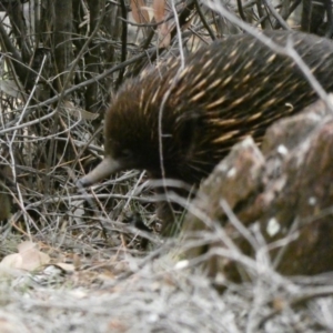 Tachyglossus aculeatus at Red Hill, ACT - 14 Feb 2020