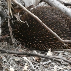 Tachyglossus aculeatus at Red Hill, ACT - 14 Feb 2020