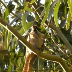 Eudynamys orientalis (Pacific Koel) at Red Hill to Yarralumla Creek - 14 Feb 2020 by Ct1000