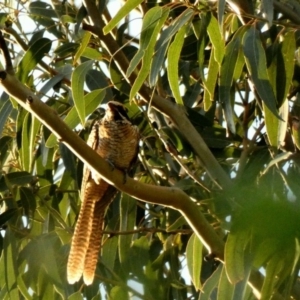 Eudynamys orientalis at Hughes, ACT - 14 Feb 2020