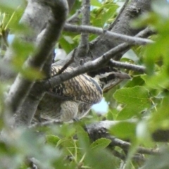 Eudynamys orientalis (Pacific Koel) at Hughes, ACT - 17 Feb 2020 by Ct1000