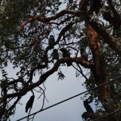 Callocephalon fimbriatum (Gang-gang Cockatoo) at Hughes, ACT - 17 Feb 2020 by Ct1000