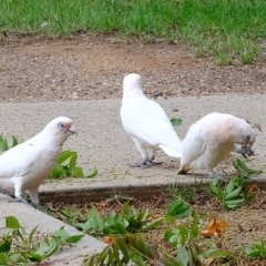 Cacatua sanguinea (Little Corella) at Florey, ACT - 17 Feb 2020 by Kurt