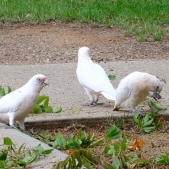 Cacatua sanguinea (Little Corella) at Florey, ACT - 16 Feb 2020 by Kurt