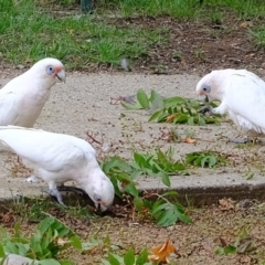 Cacatua sanguinea at Florey, ACT - 17 Feb 2020 10:30 AM